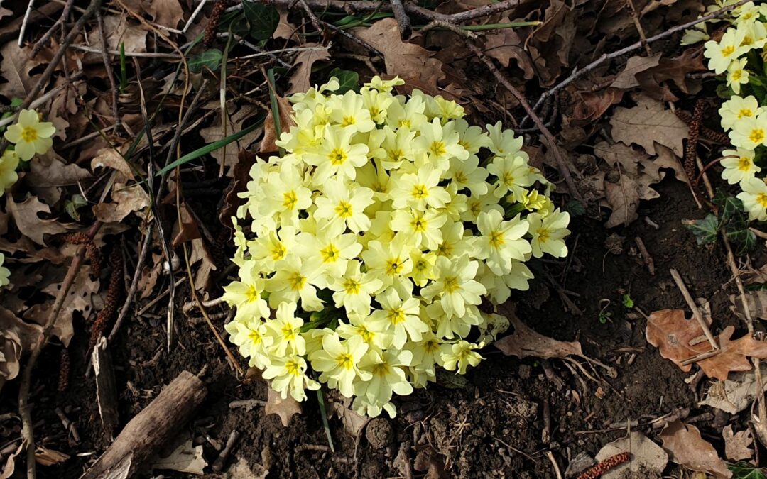 Primroses