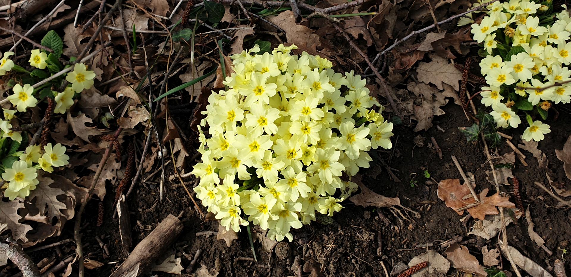 primroses_naslovna